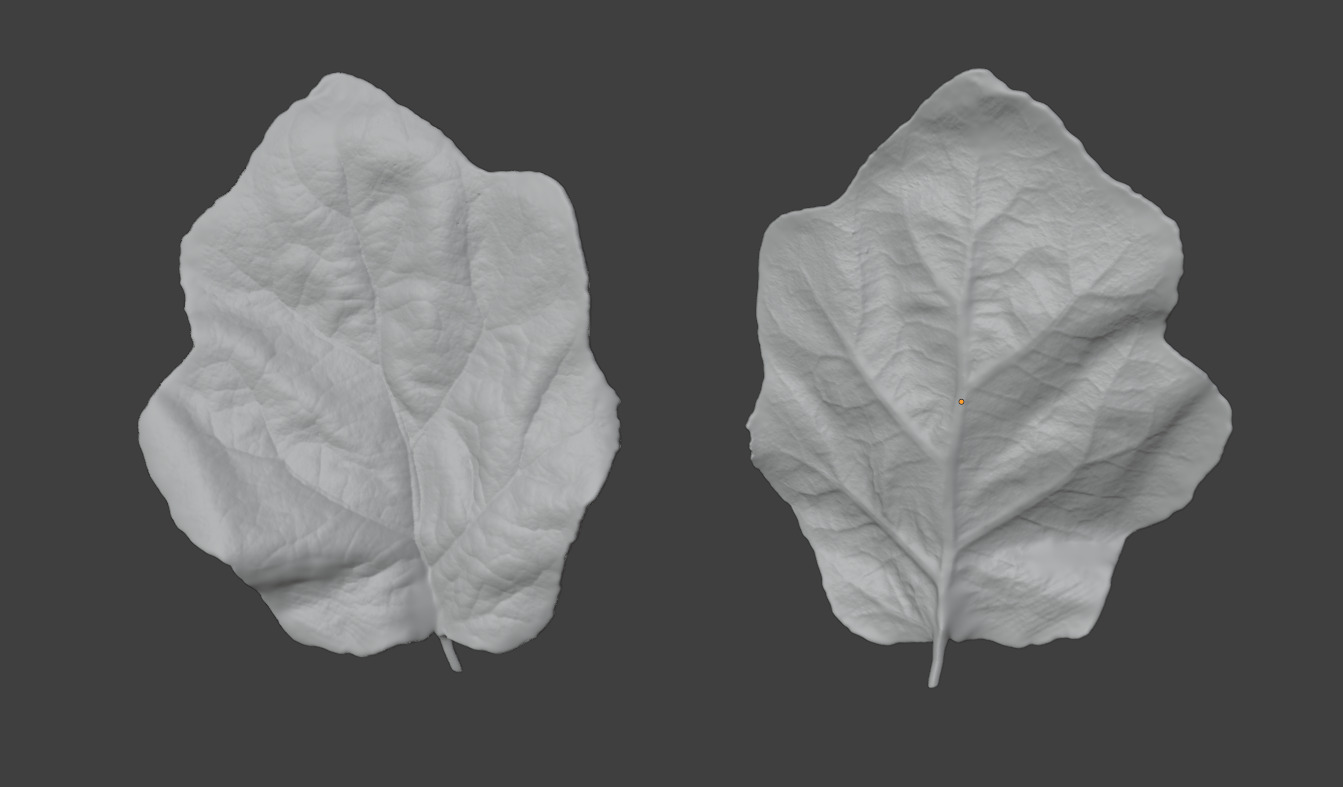 Eggplant leaf plant leaf 3D model Plastic  3D printing 3D print model_4