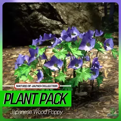 Japanese Endemic Species Plant - 4 Wood Poppy Flower Tree
