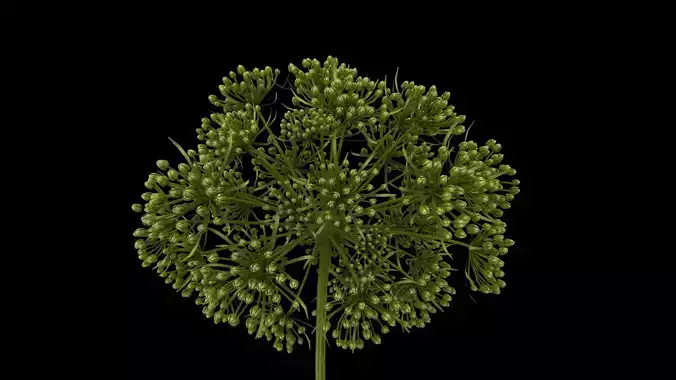 Angelica flower