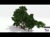 Chinese Banyan Tree-S3 Low-poly 3D model_1