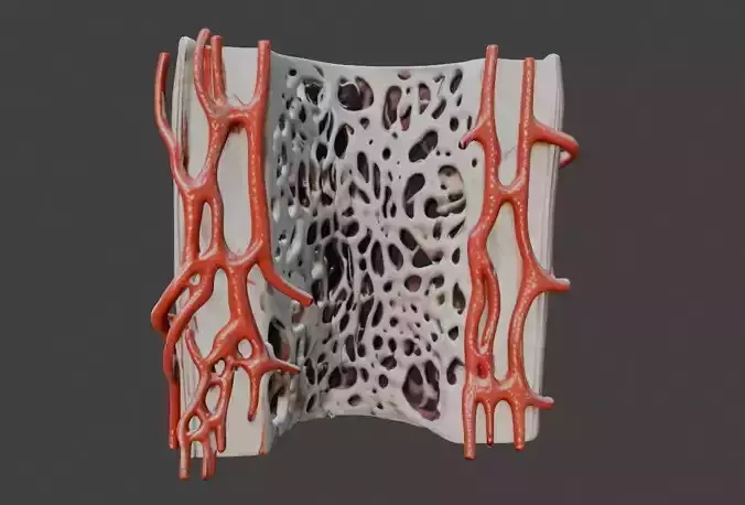 3D Model of Bone Anatomy