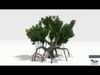 Chinese Banyan Tree-S4 Low-poly 3D model_1