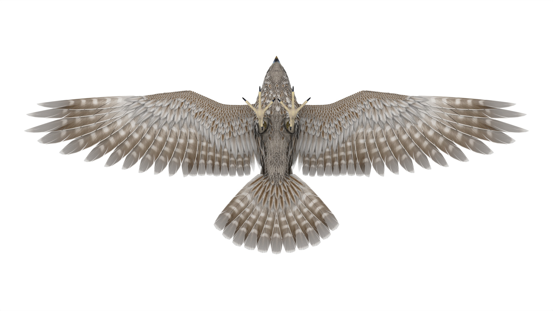 Falcon 3D model_3