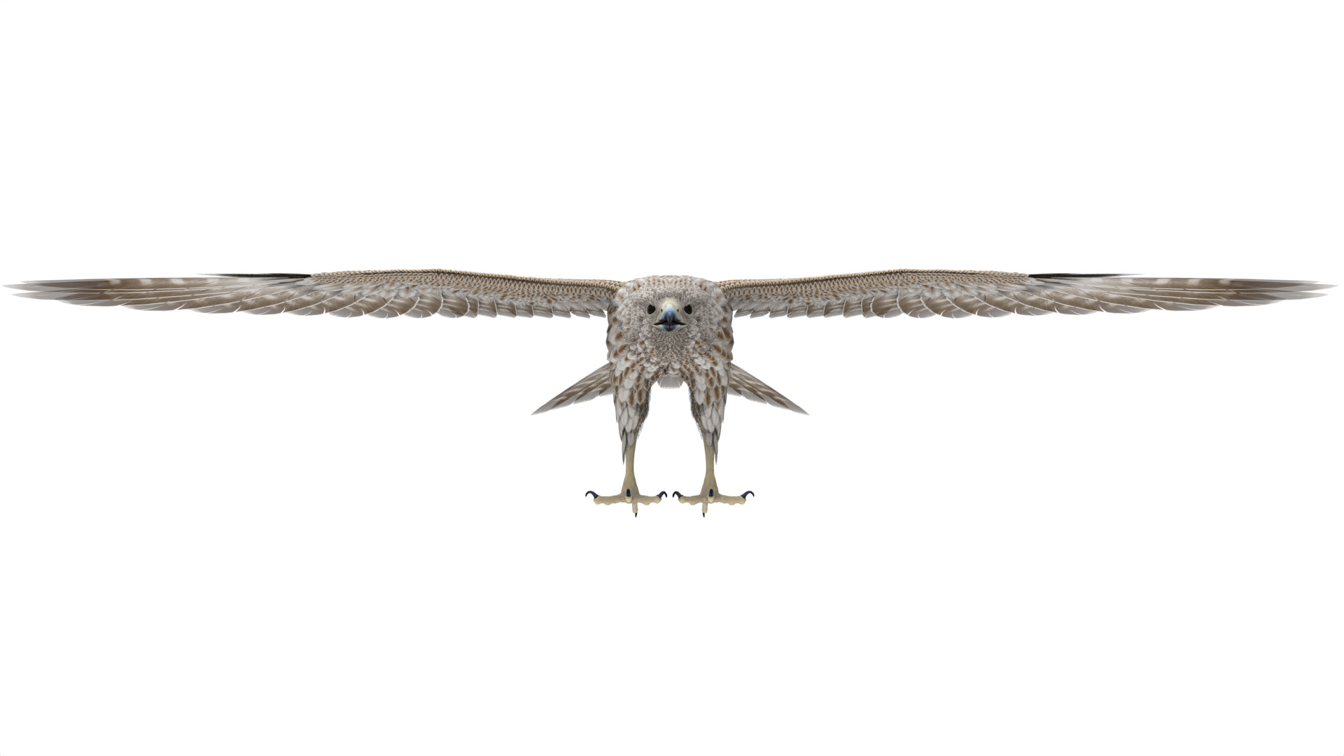 Falcon 3D model_5