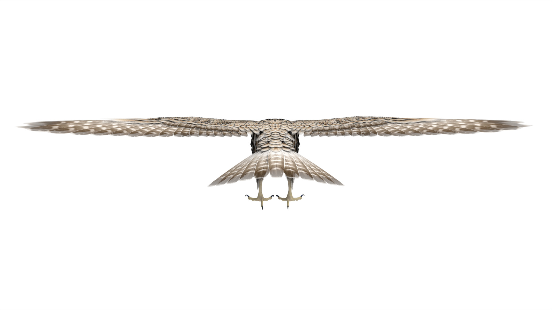 Falcon 3D model_4