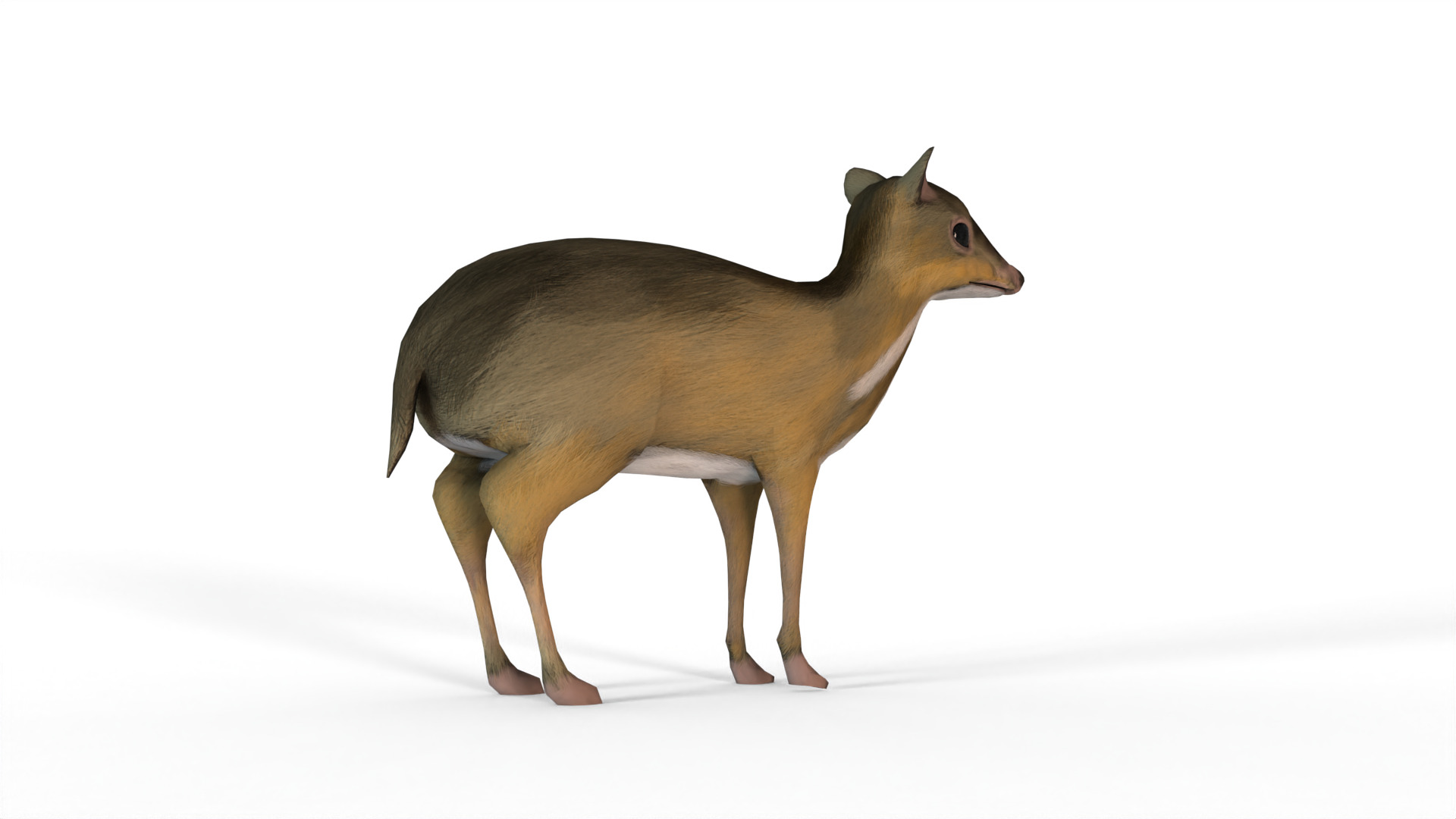  sang kancil Low-poly 3D model_2