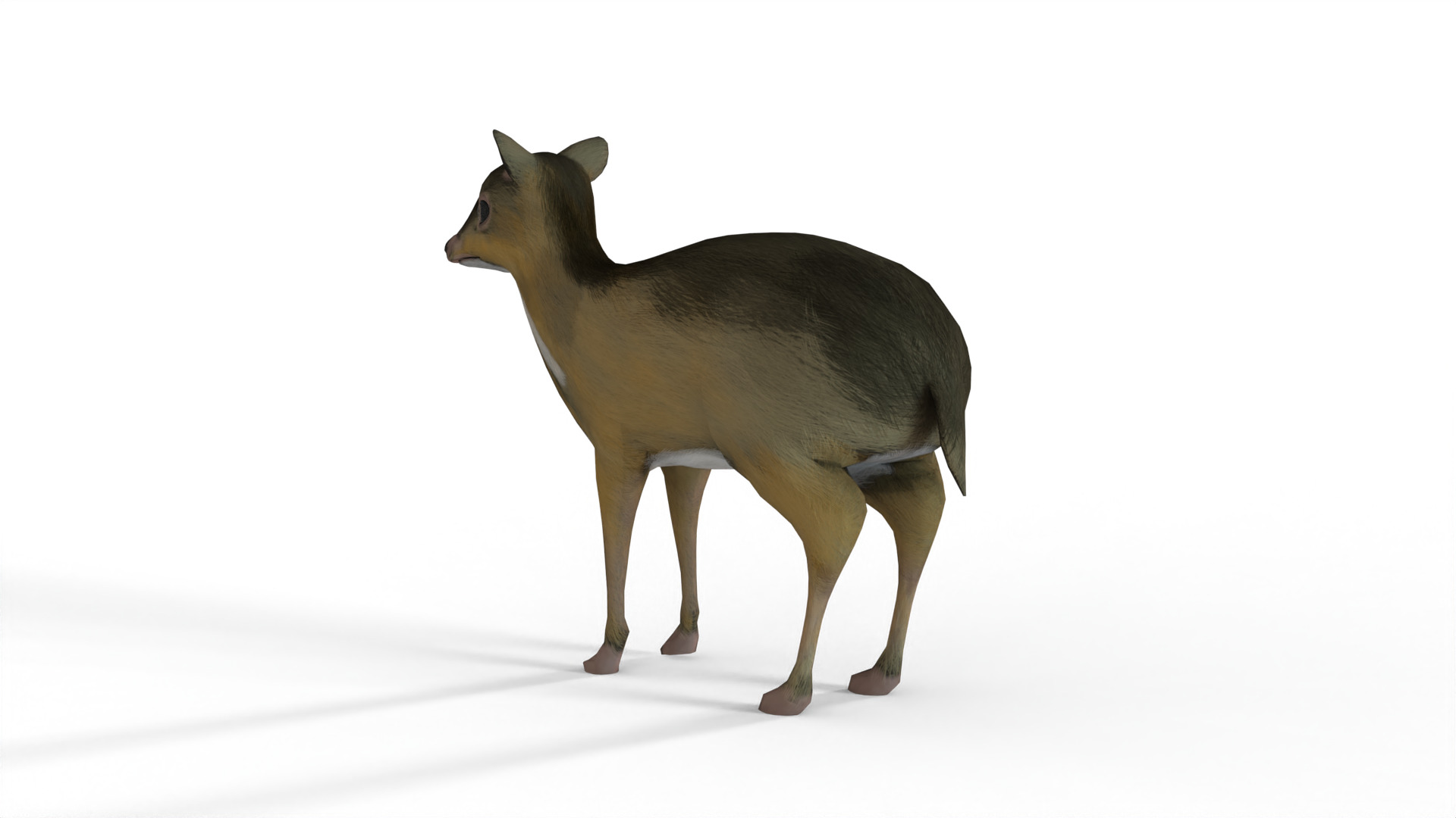  sang kancil Low-poly 3D model_3