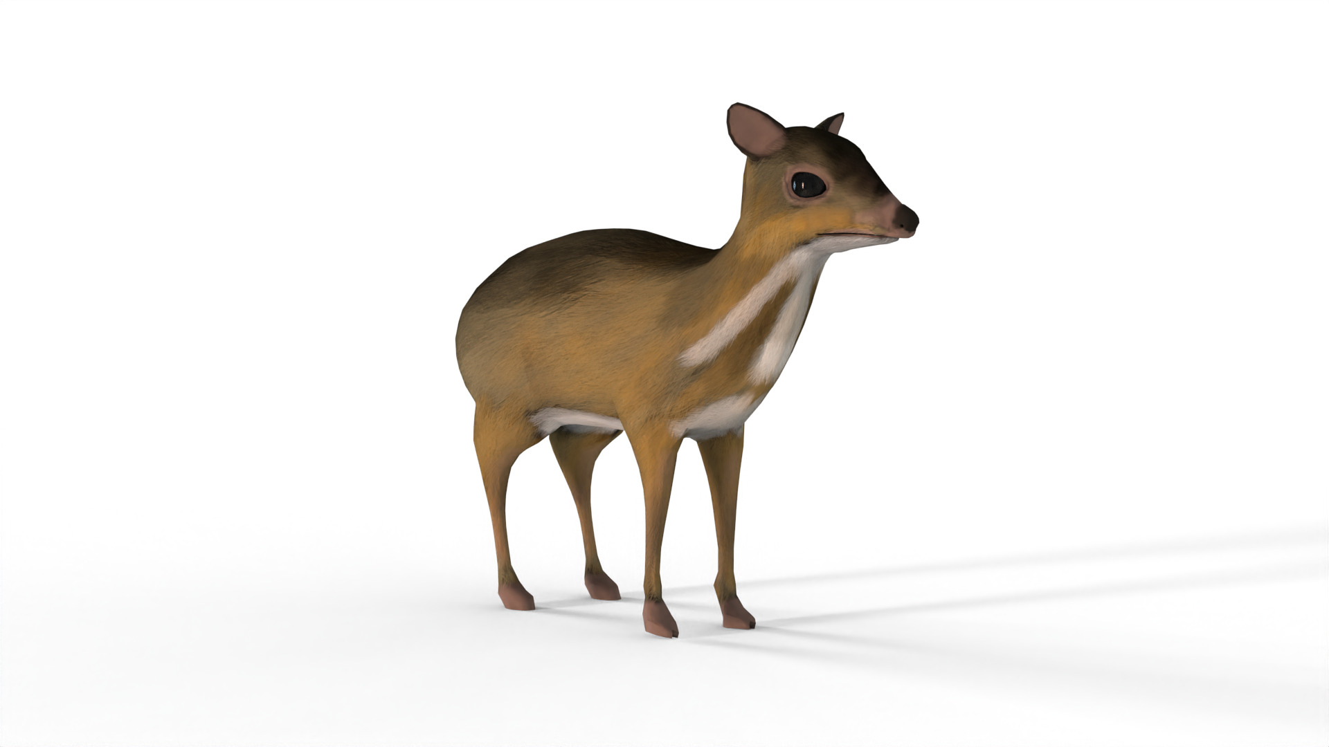  sang kancil Low-poly 3D model_1