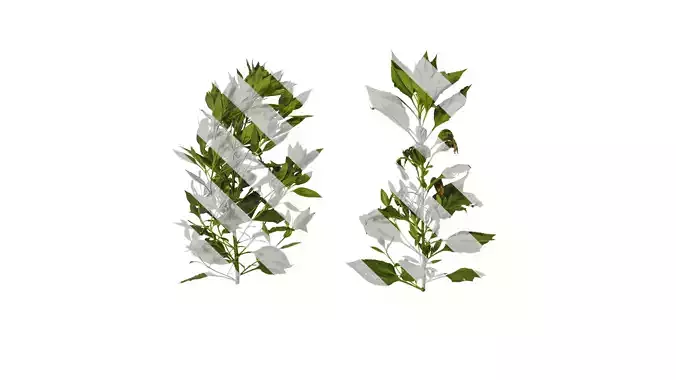 Anydrafts Helianthus tuberosus Atlas 06