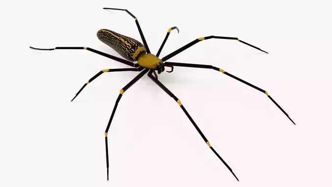 Goldern Web Spider
