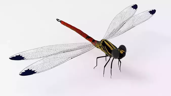 Fiery Jewel dragonfly