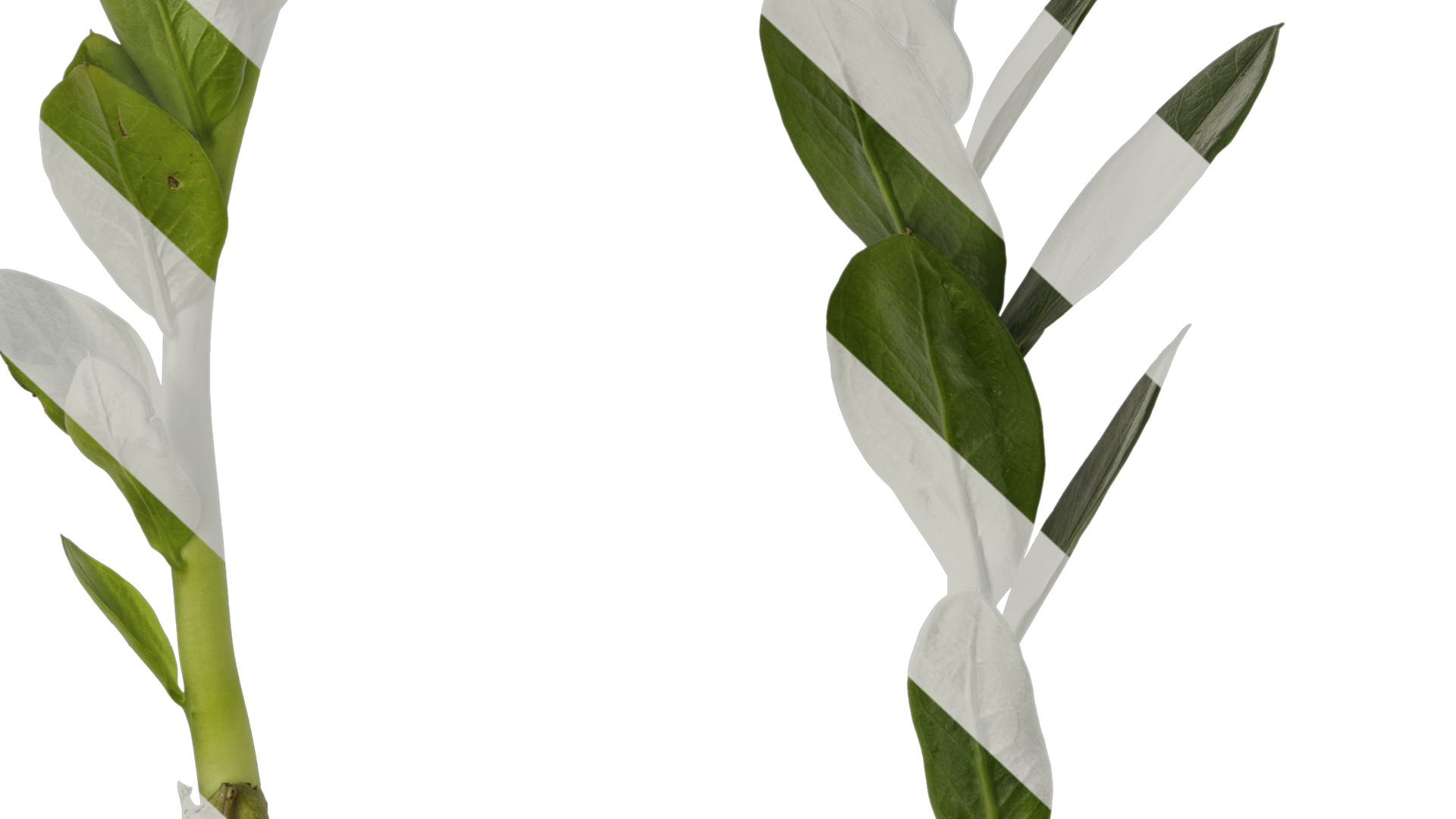 Anydrafts Zamioculcas zamiifolia Atlas 01 Texture_7