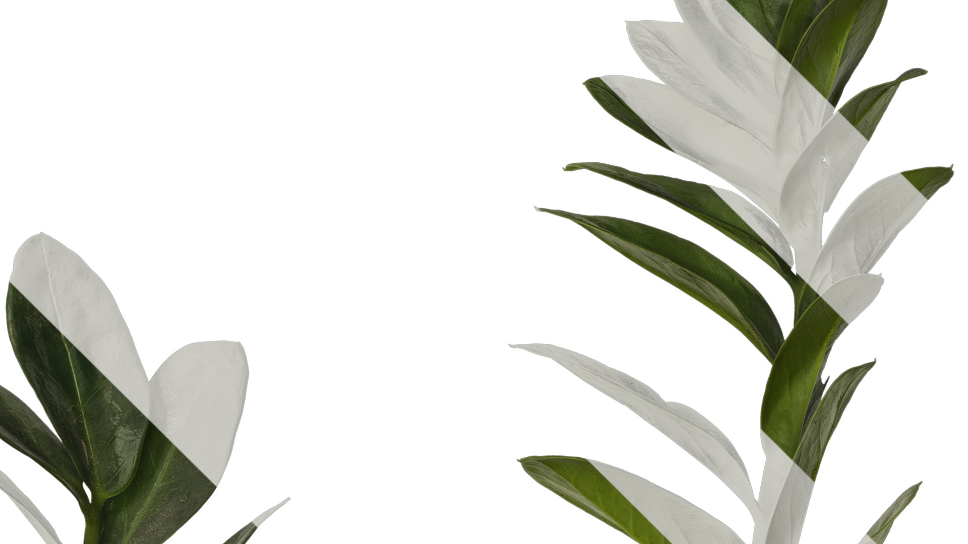 Anydrafts Zamioculcas zamiifolia Atlas 01 Texture_2