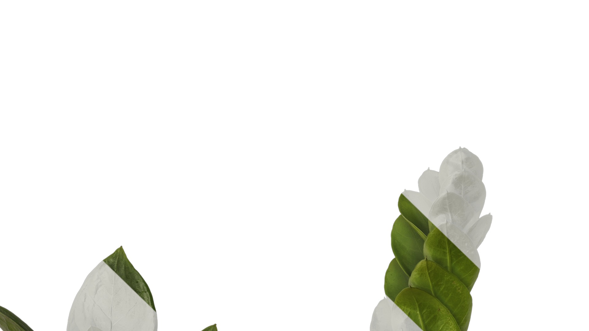 Anydrafts Zamioculcas zamiifolia Atlas 01 Texture_1