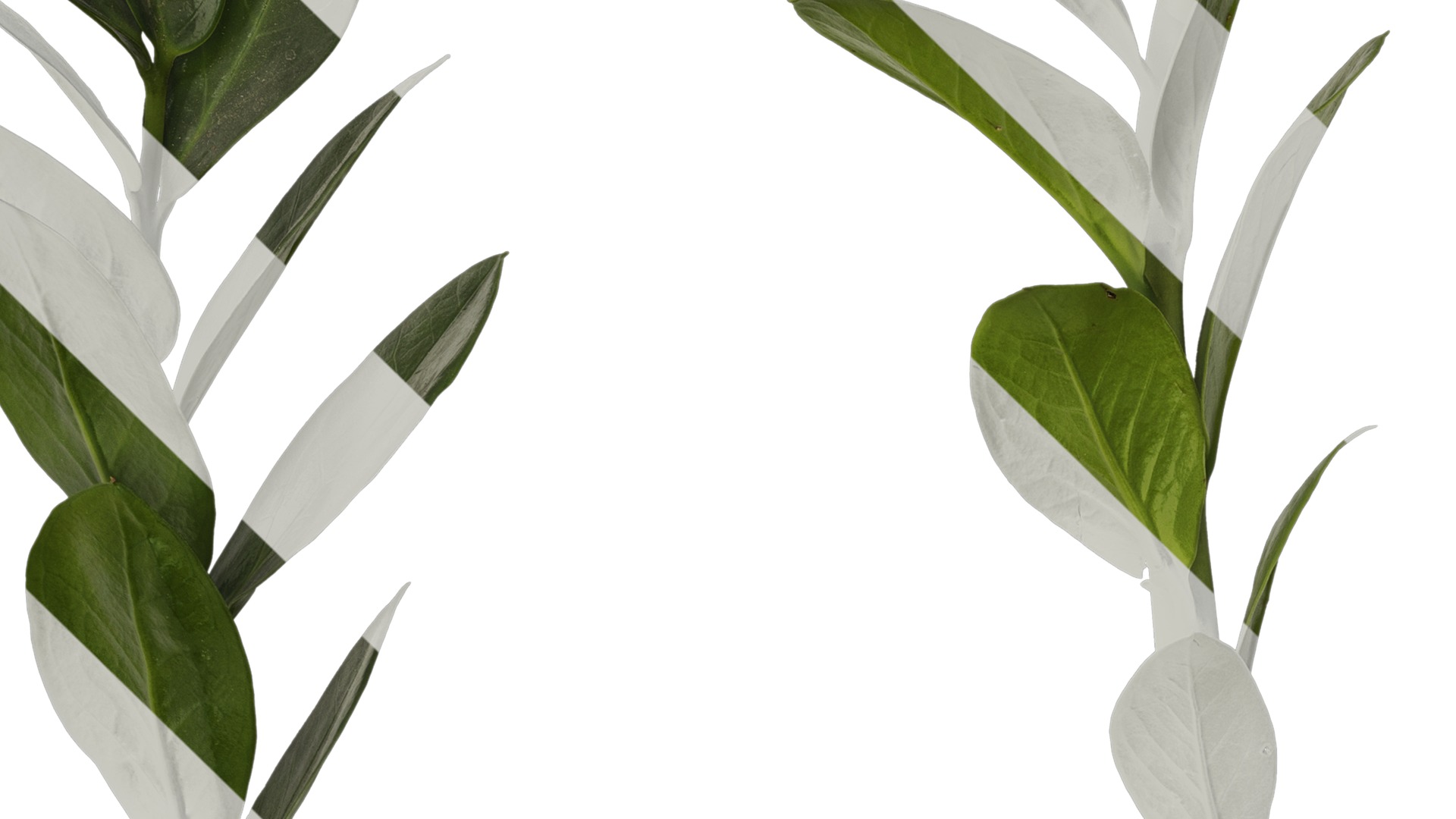 Anydrafts Zamioculcas zamiifolia Atlas 01 Texture_4