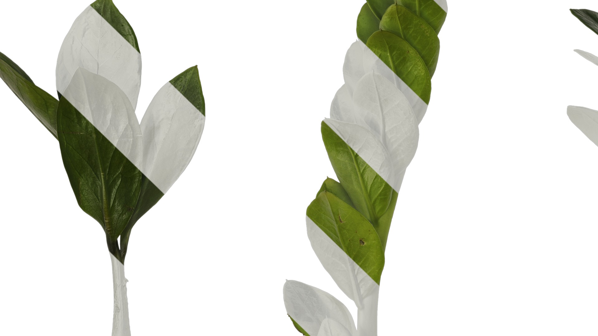 Anydrafts Zamioculcas zamiifolia Atlas 01 Texture_3