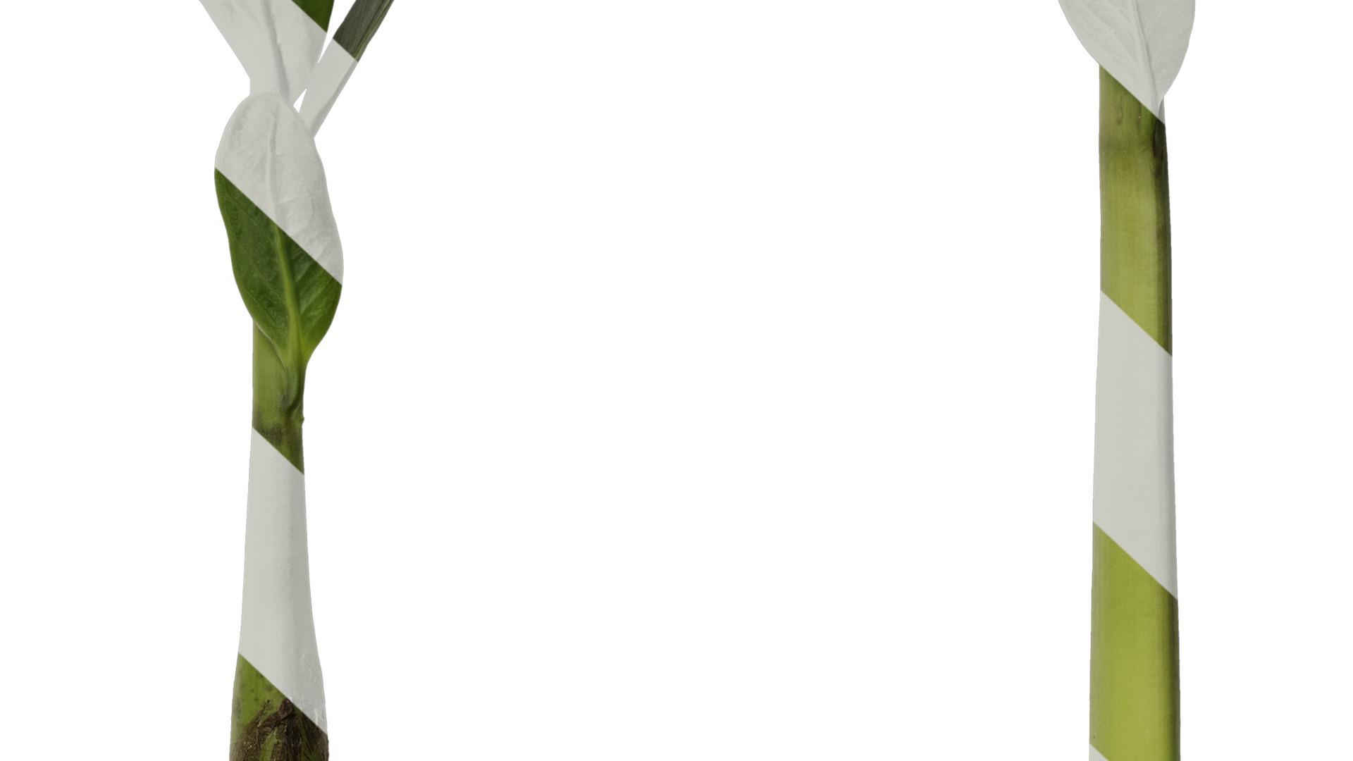 Anydrafts Zamioculcas zamiifolia Atlas 01 Texture_6