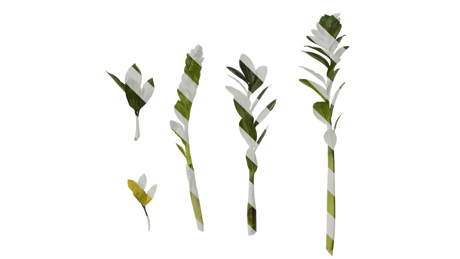 Anydrafts Zamioculcas zamiifolia Atlas 01 Texture_0