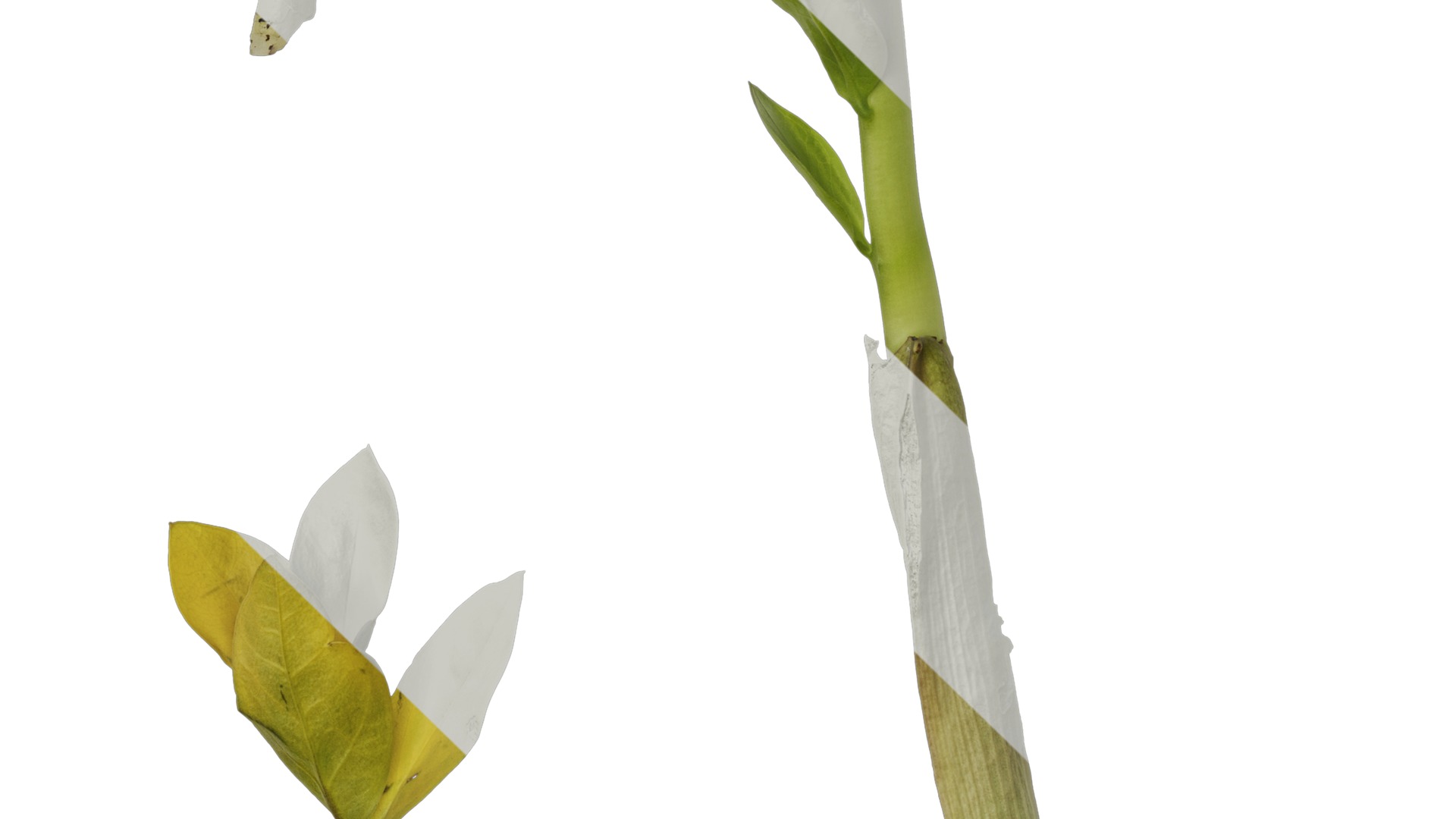 Anydrafts Zamioculcas zamiifolia Atlas 01 Texture_5