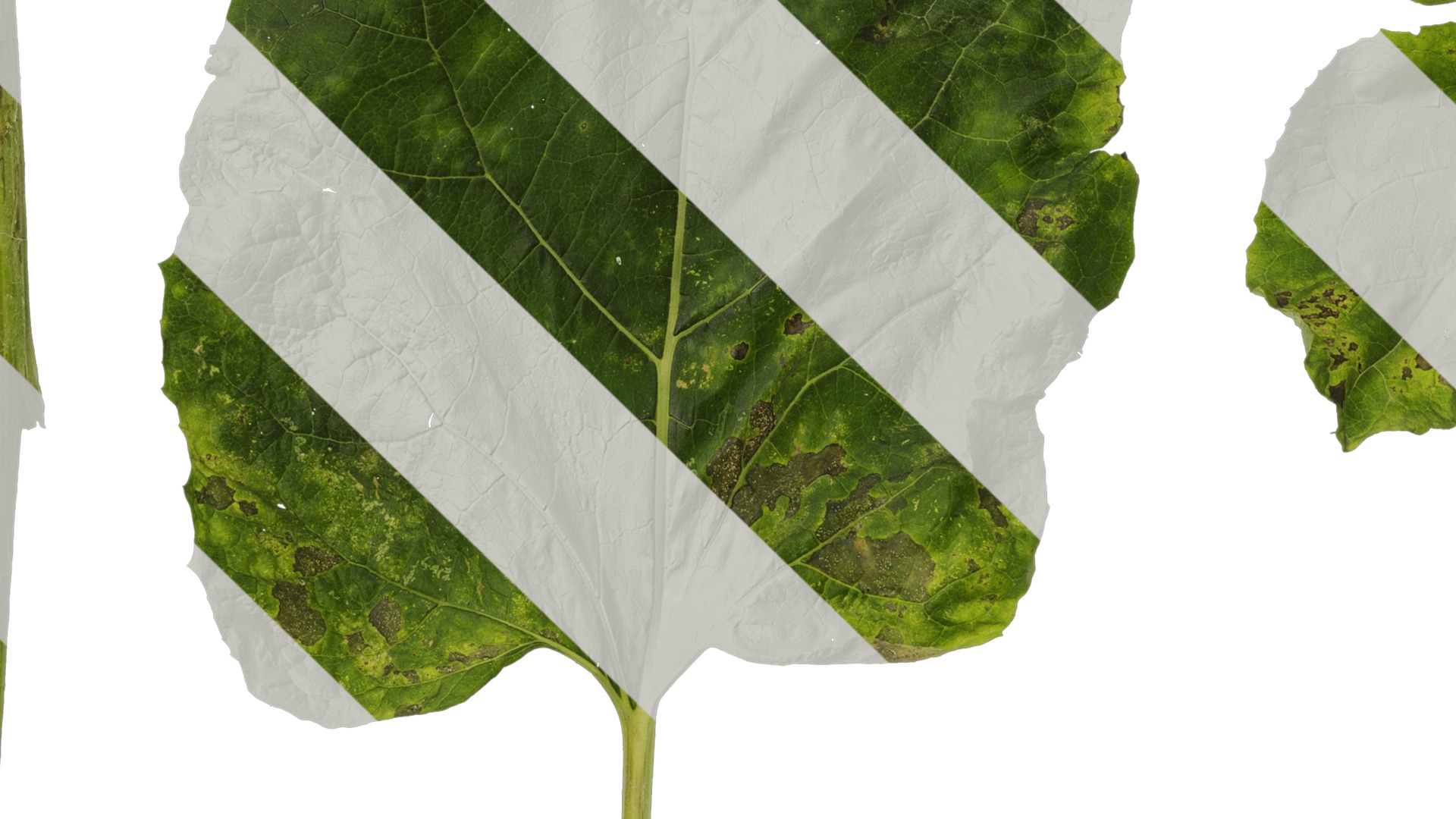 Anydrafts Arctium lappa Leaf 01 Texture_3