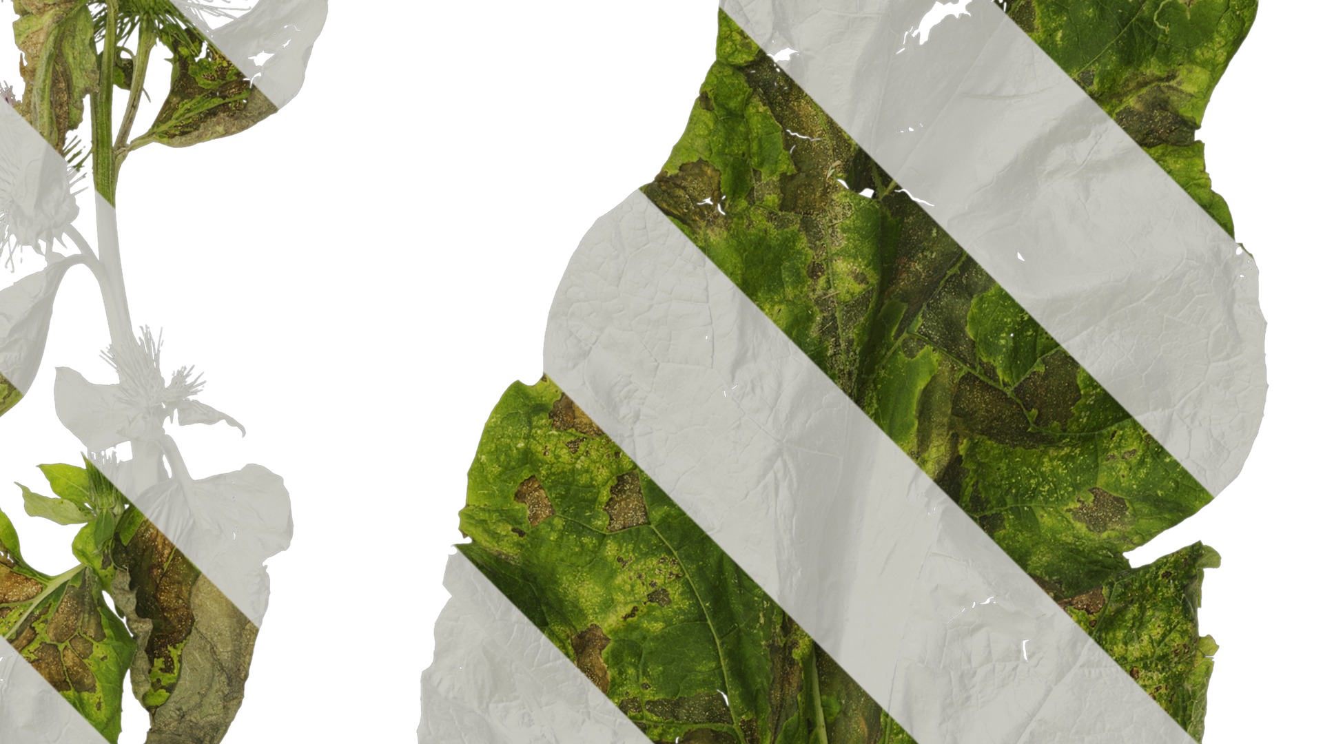 Anydrafts Arctium lappa Leaf 01 Texture_2