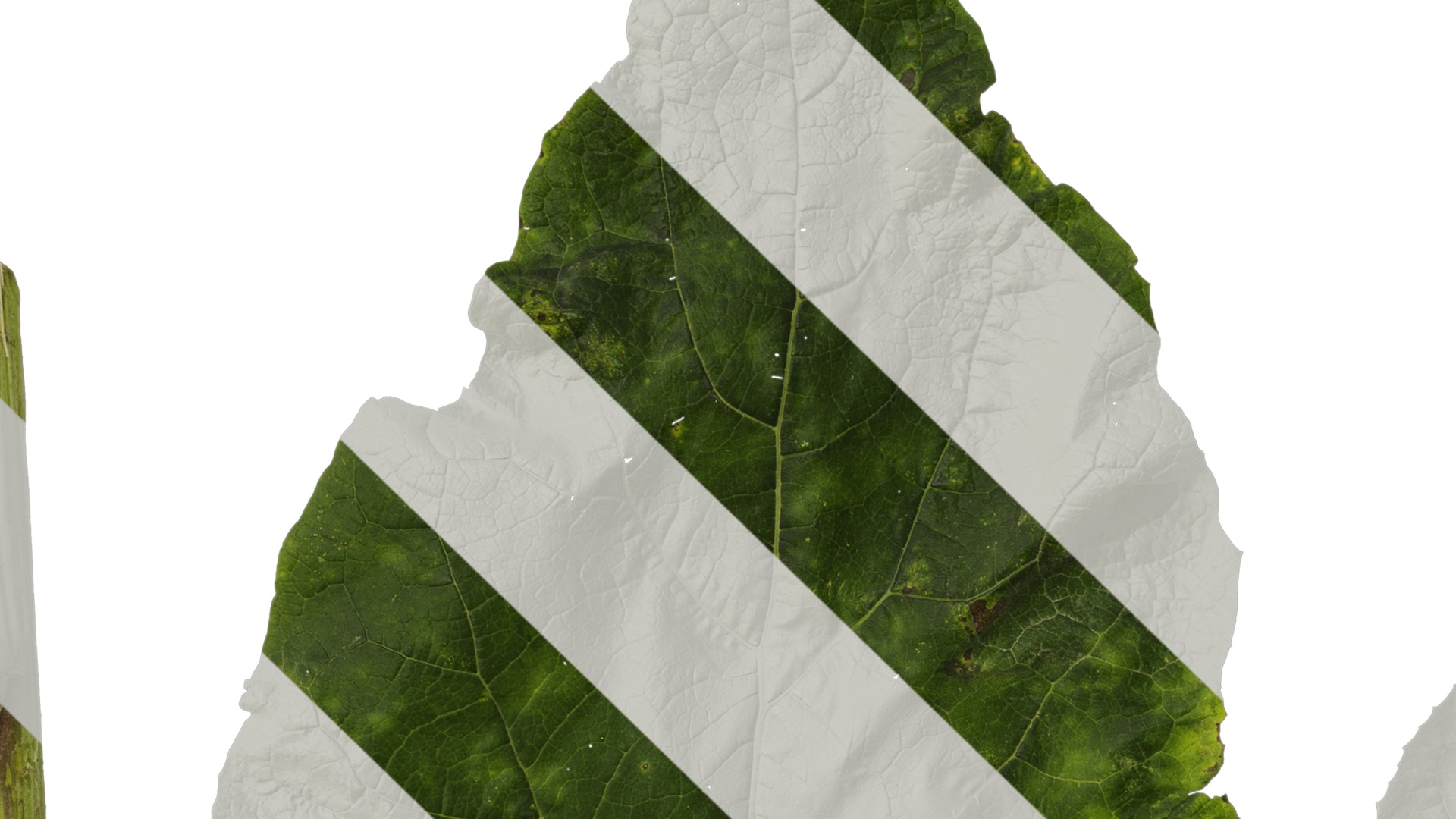 Anydrafts Arctium lappa Leaf 01 Texture_1