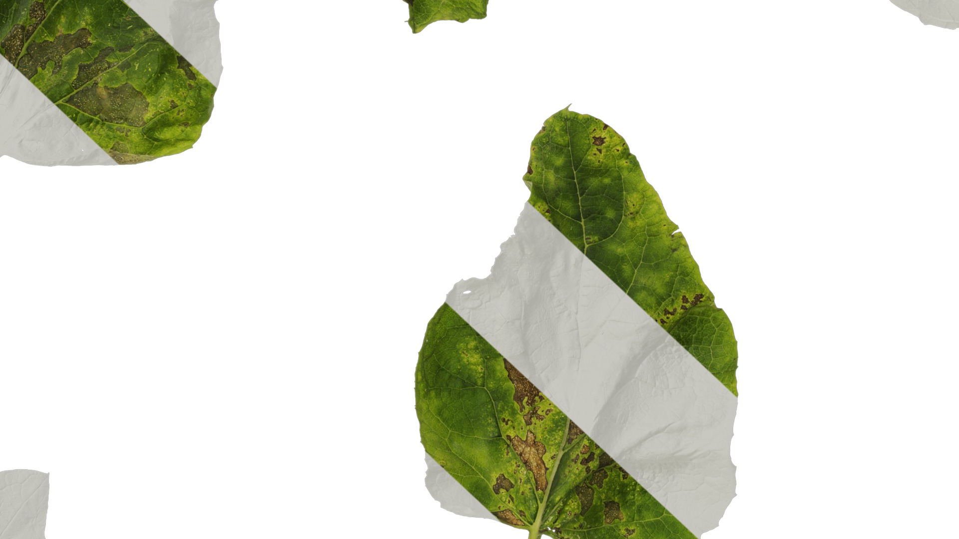 Anydrafts Arctium lappa Leaf 01 Texture_7