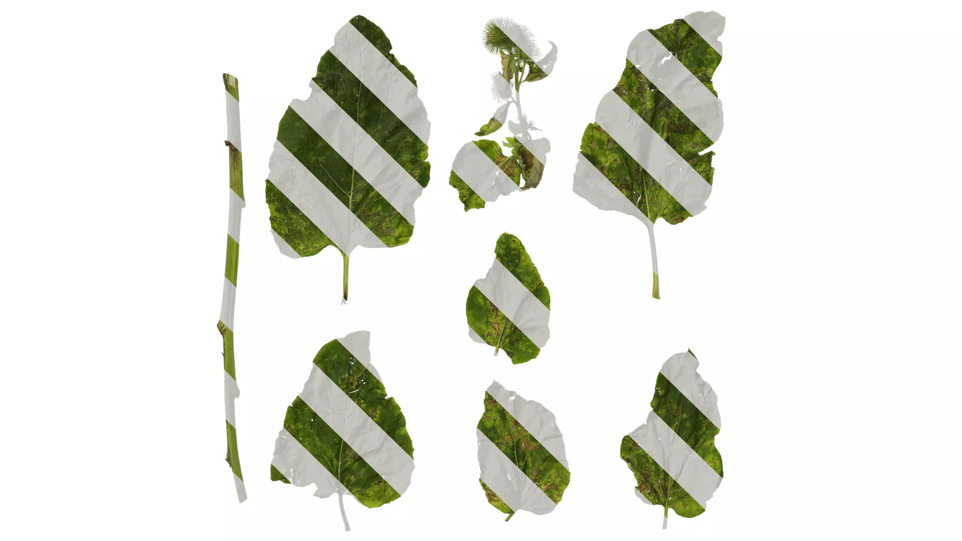 Anydrafts Arctium lappa Leaf 01 Texture_0