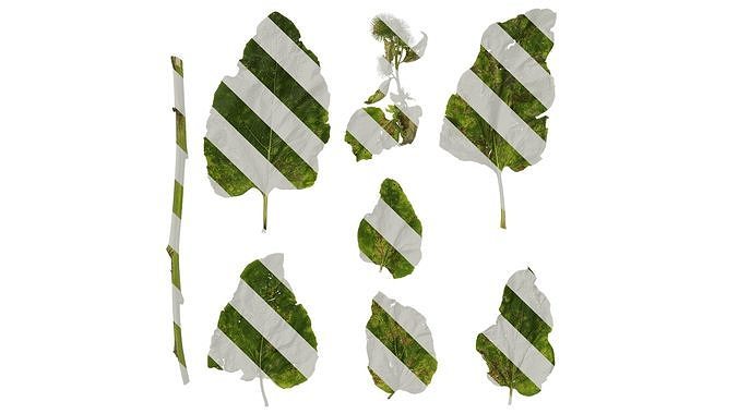 Anydrafts Arctium lappa Leaf 01 Texture