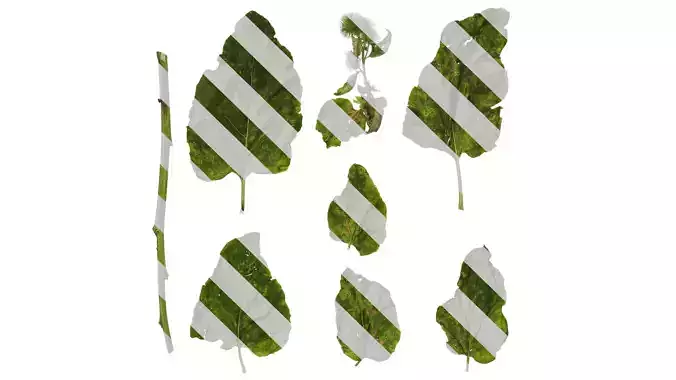 Anydrafts Arctium lappa Leaf 01 Texture