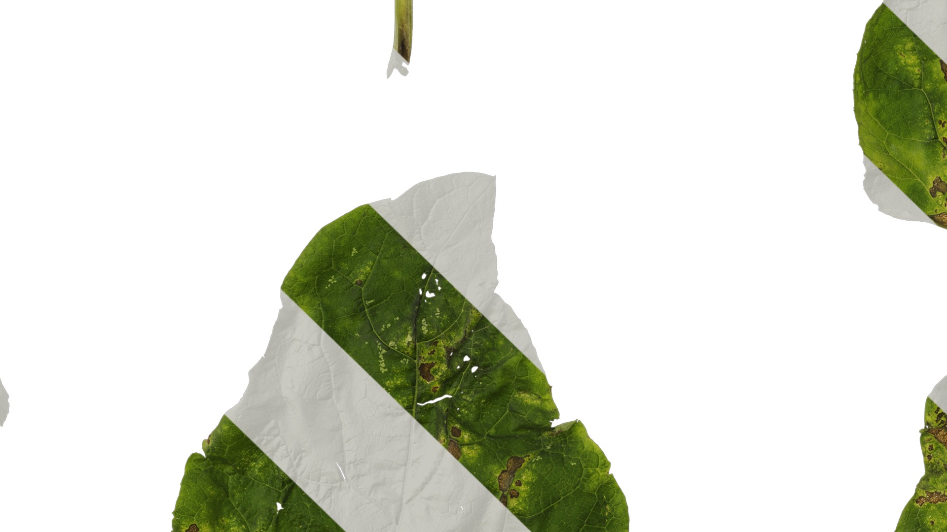 Anydrafts Arctium lappa Leaf 01 Texture_5