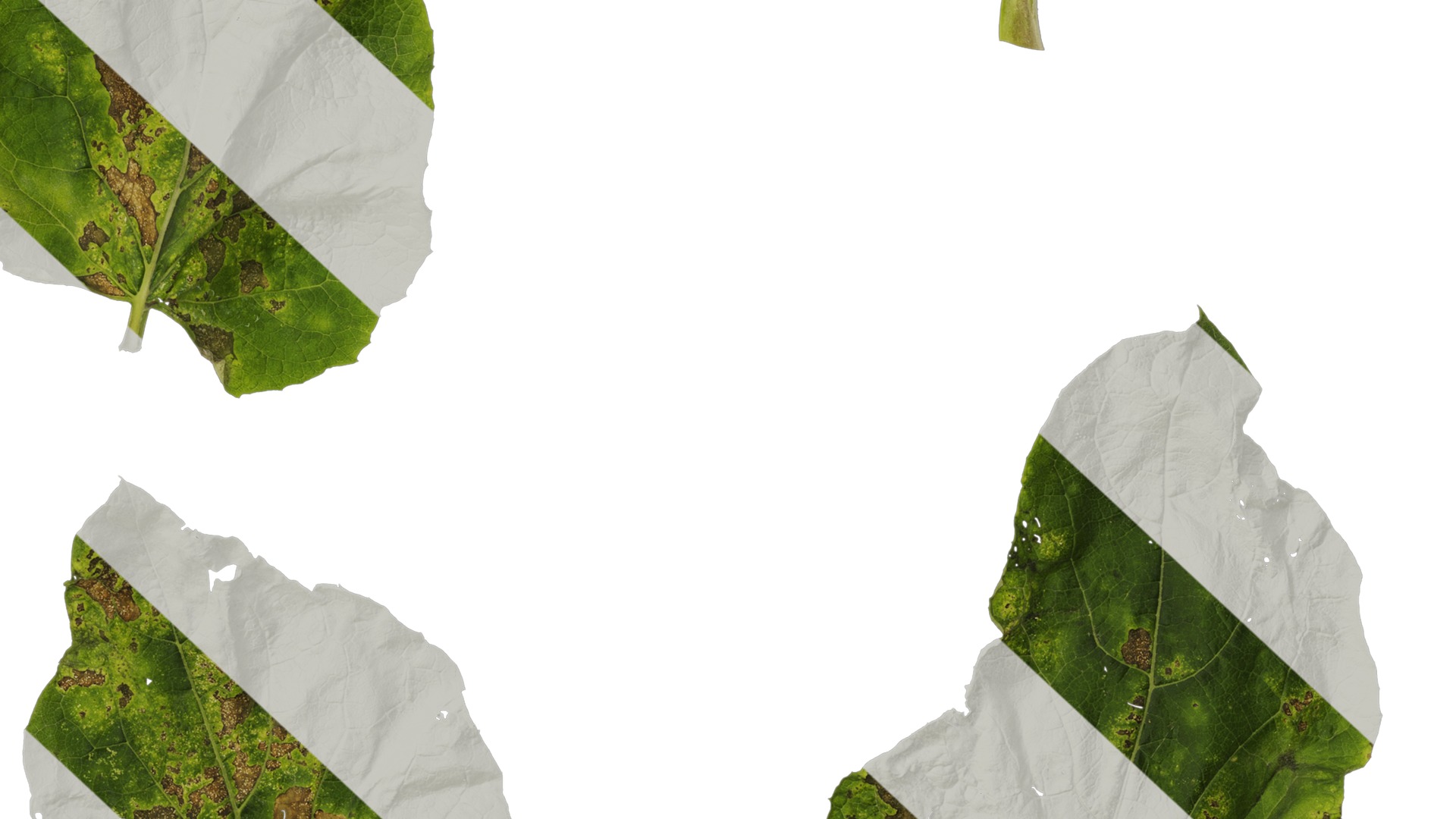 Anydrafts Arctium lappa Leaf 01 Texture_6