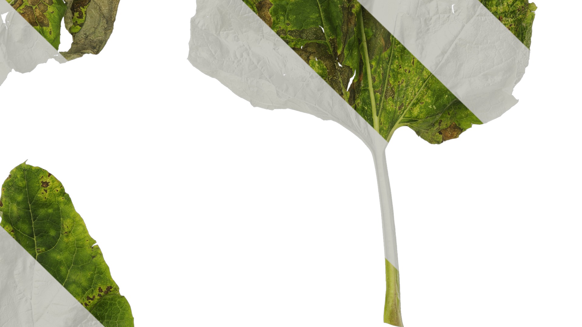 Anydrafts Arctium lappa Leaf 01 Texture_4