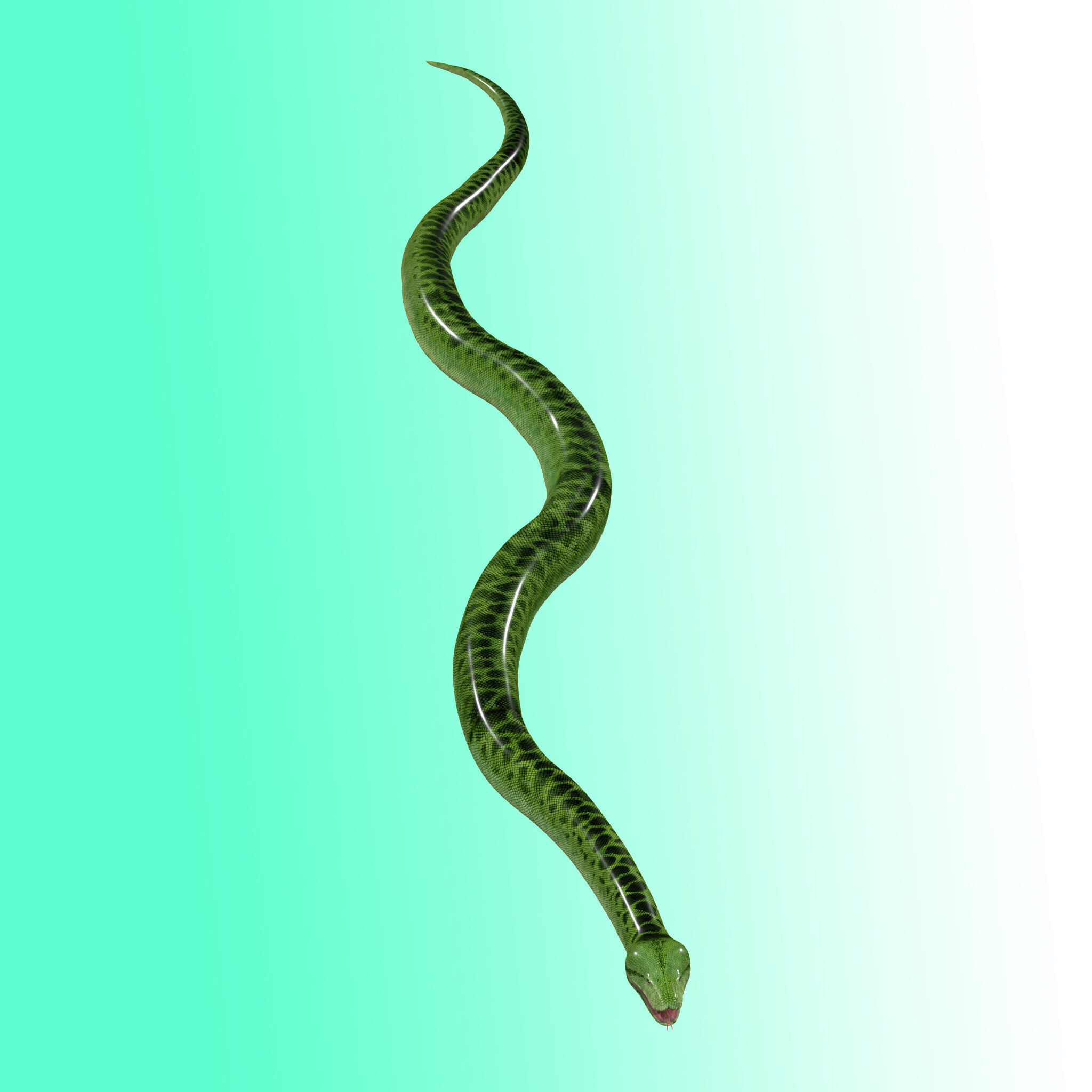 Green Python Snake 3D model_8