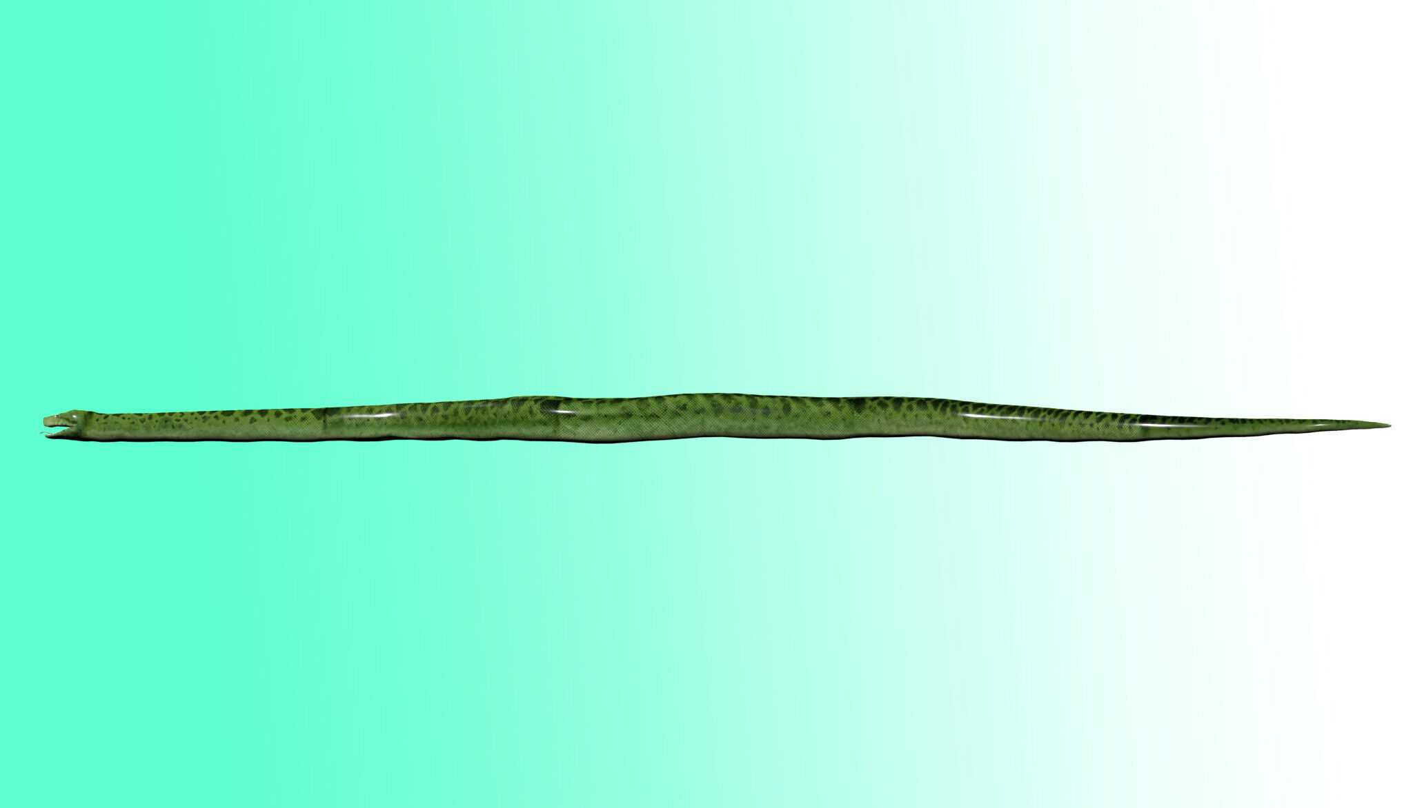Green Python Snake 3D model_4