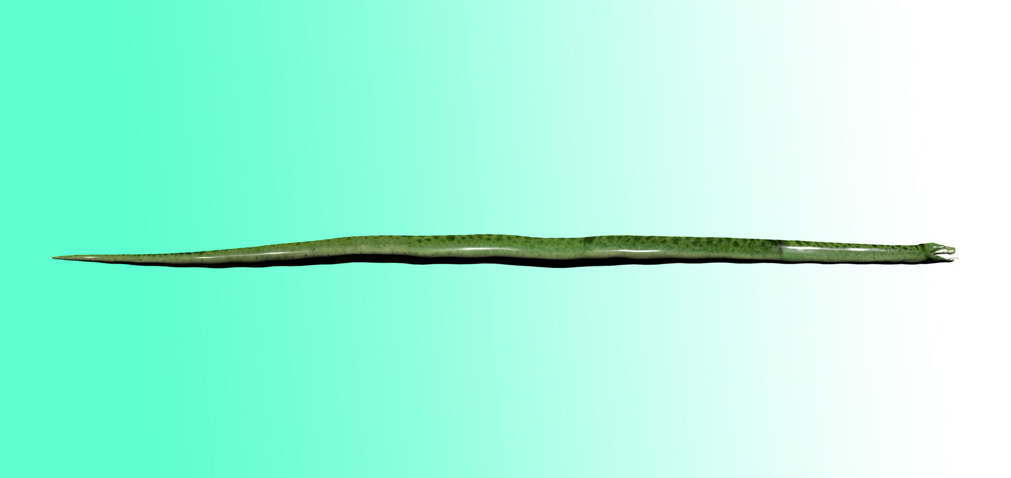 Green Python Snake 3D model_5