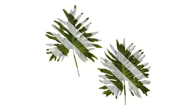 Anydrafts Thaumatophyllum bipinnatifidum Leaf 02