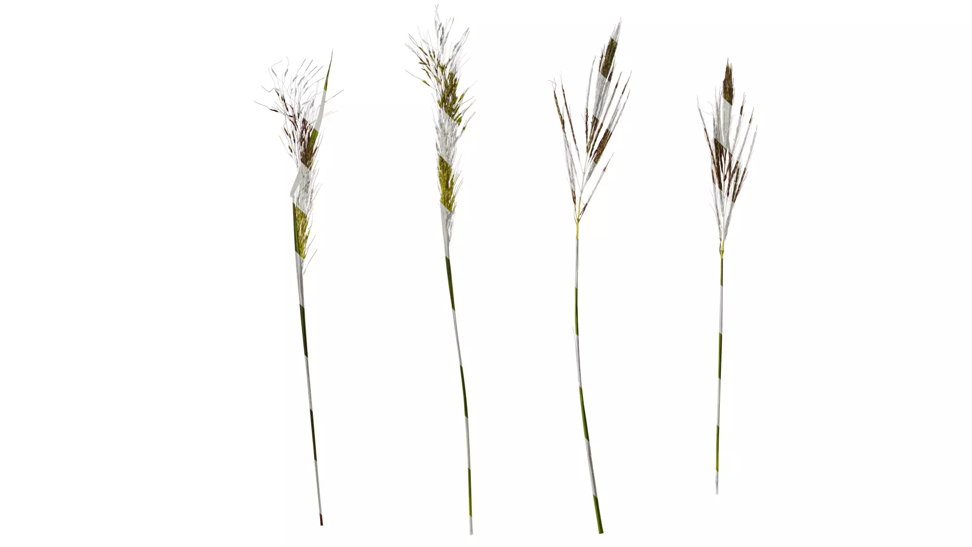 Anydrafts Eragrostis cilianensis Inflorescence 02 Texture_0