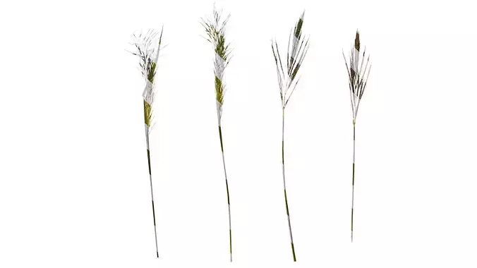 Anydrafts Eragrostis cilianensis Inflorescence 02