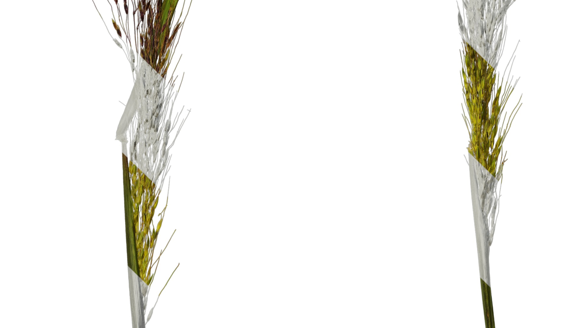 Anydrafts Eragrostis cilianensis Inflorescence 02 Texture_3