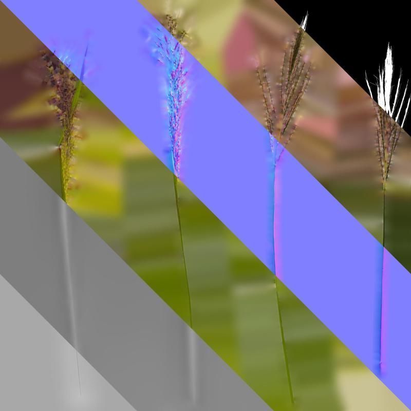 Anydrafts Eragrostis cilianensis Inflorescence 02 Texture_7