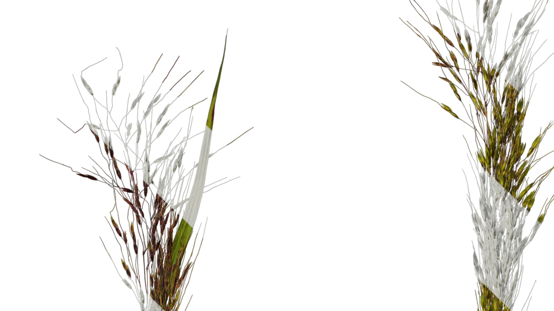 Anydrafts Eragrostis cilianensis Inflorescence 02 Texture_1