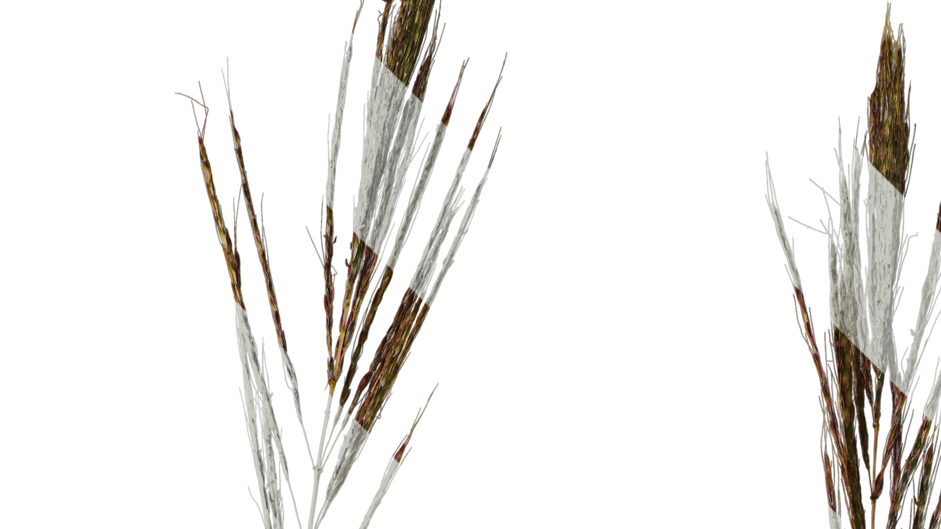 Anydrafts Eragrostis cilianensis Inflorescence 02 Texture_2