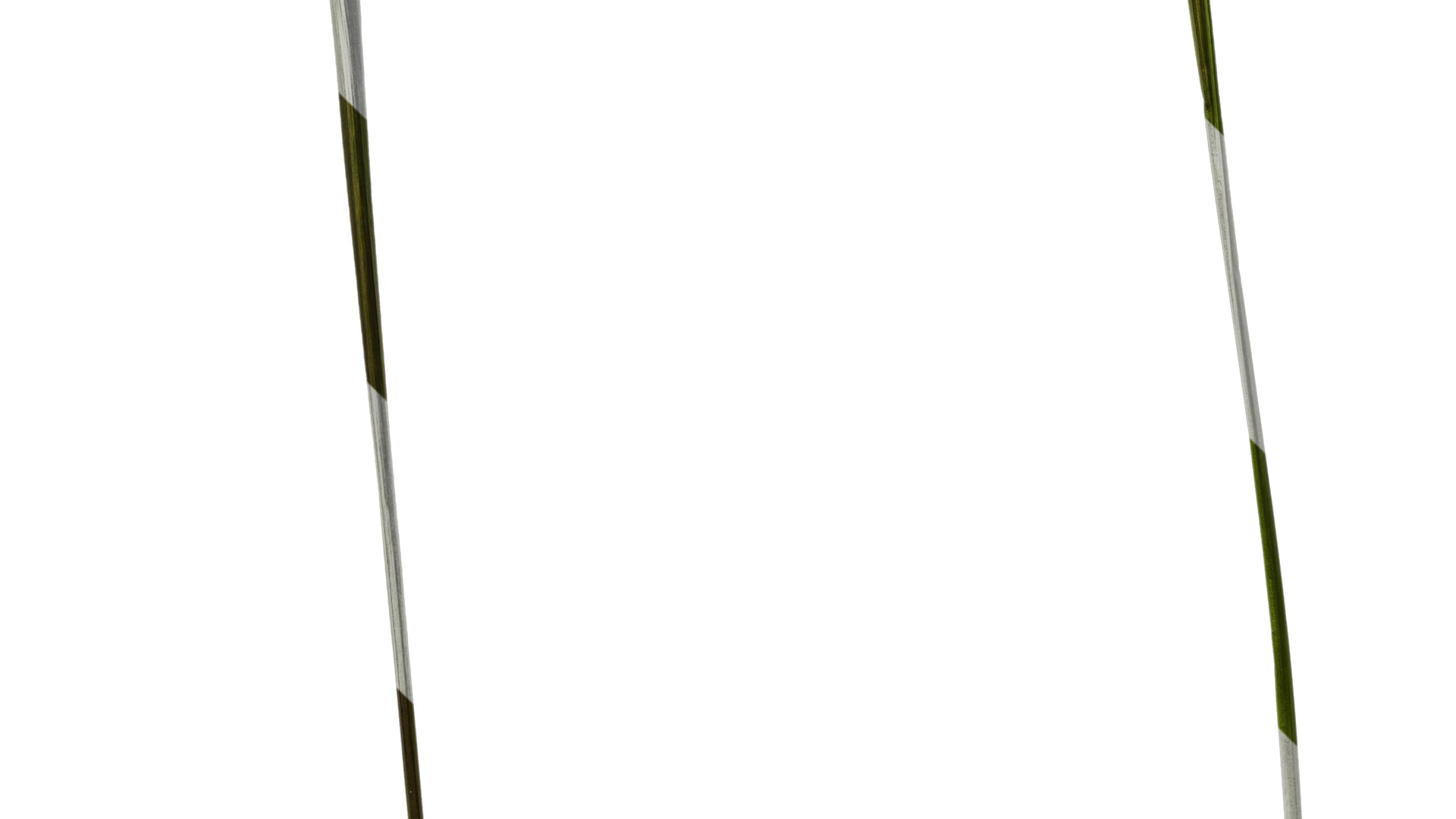 Anydrafts Eragrostis cilianensis Inflorescence 02 Texture_4