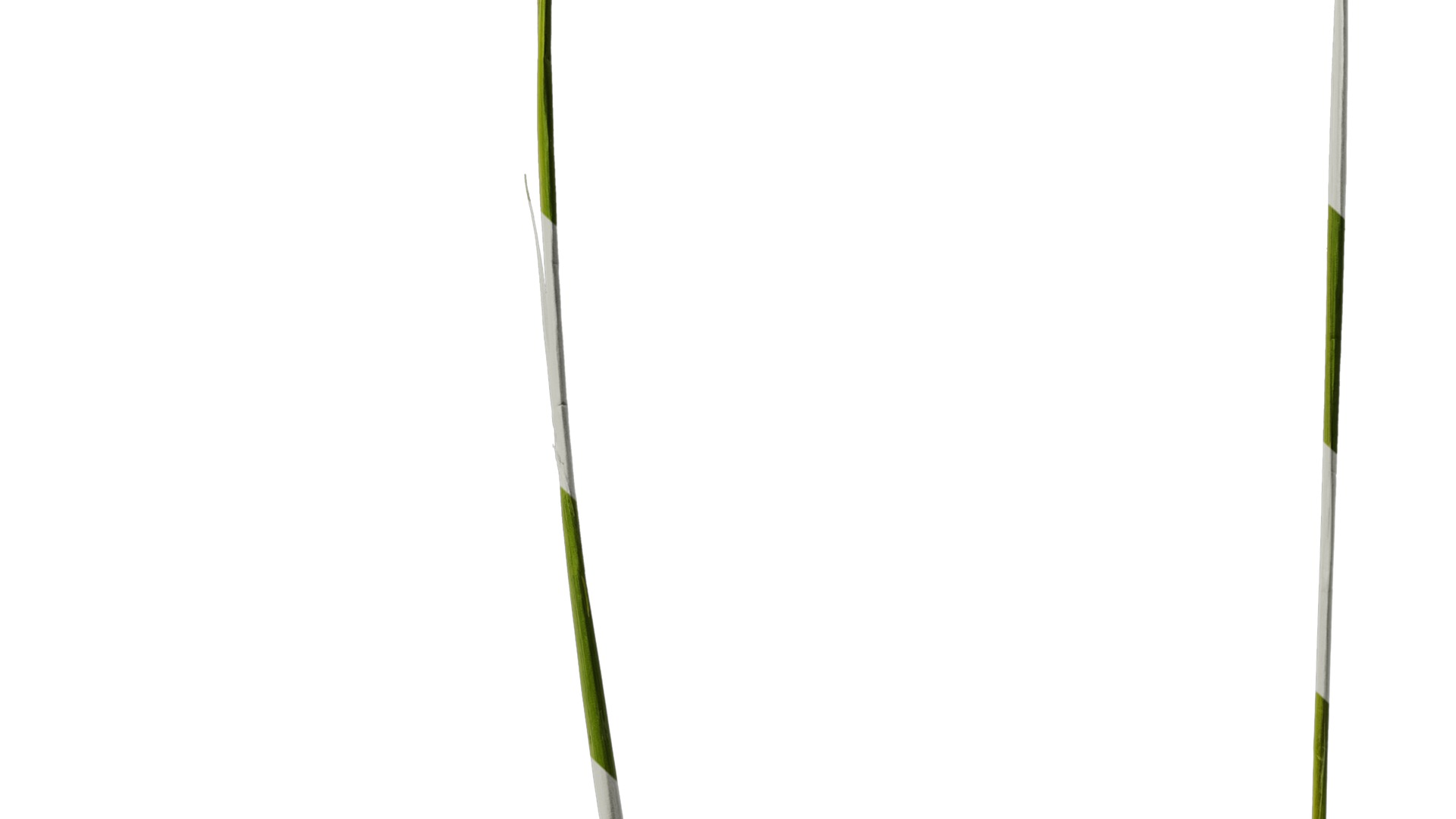 Anydrafts Eragrostis cilianensis Inflorescence 02 Texture_5