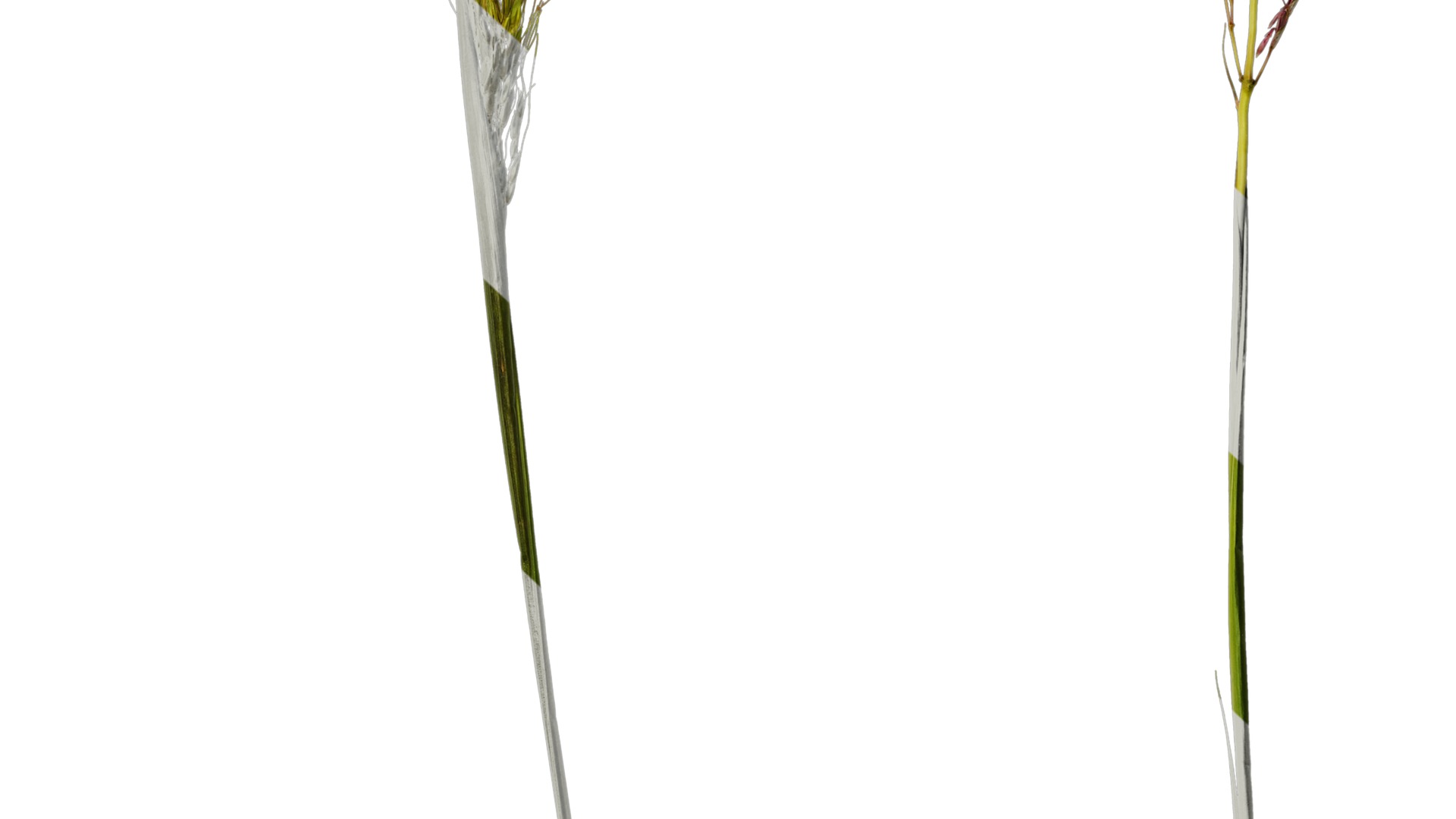 Anydrafts Eragrostis cilianensis Inflorescence 02 Texture_6