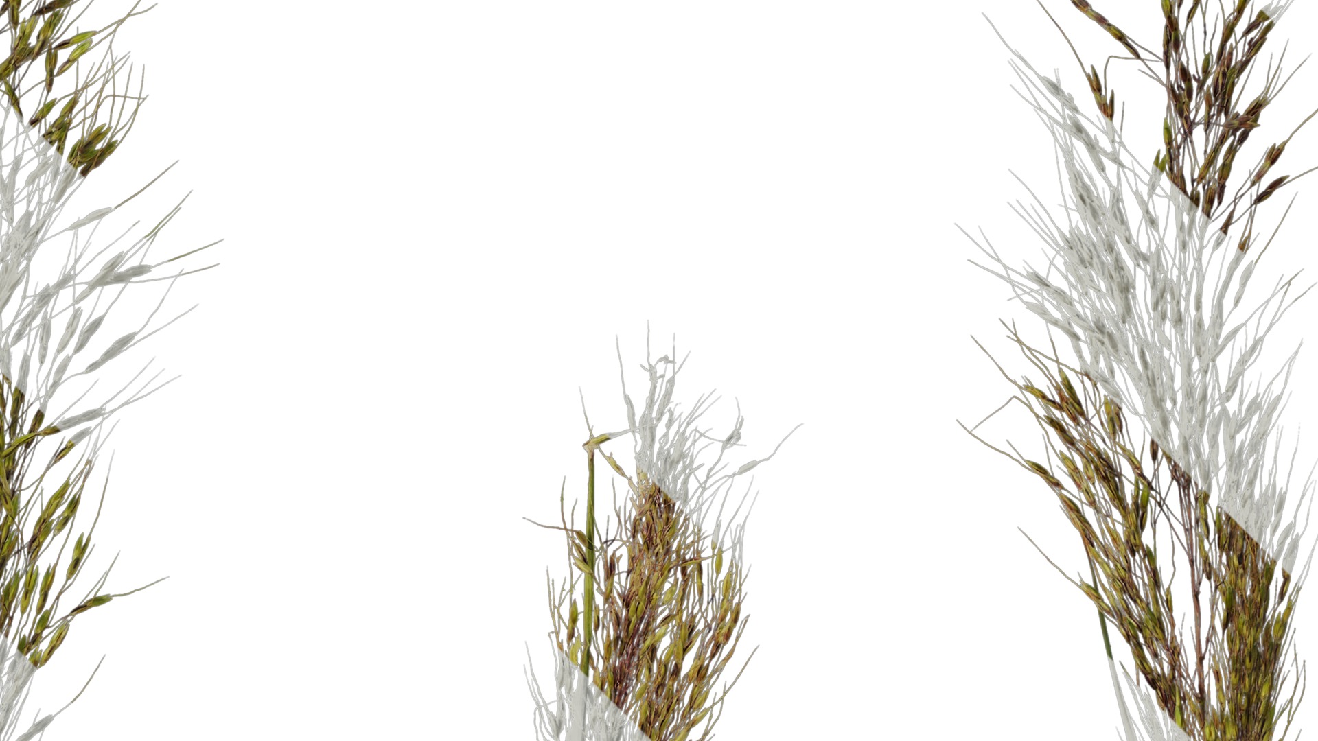 Anydrafts Eragrostis cilianensis Inflorescence 03 Texture_2