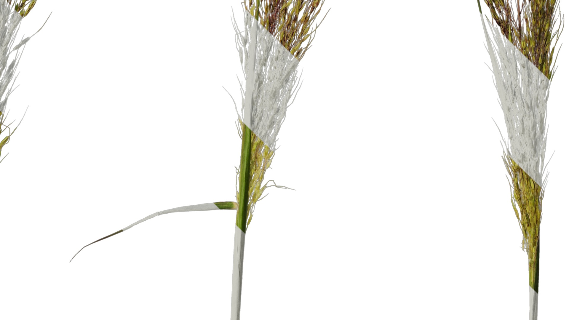 Anydrafts Eragrostis cilianensis Inflorescence 03 Texture_4
