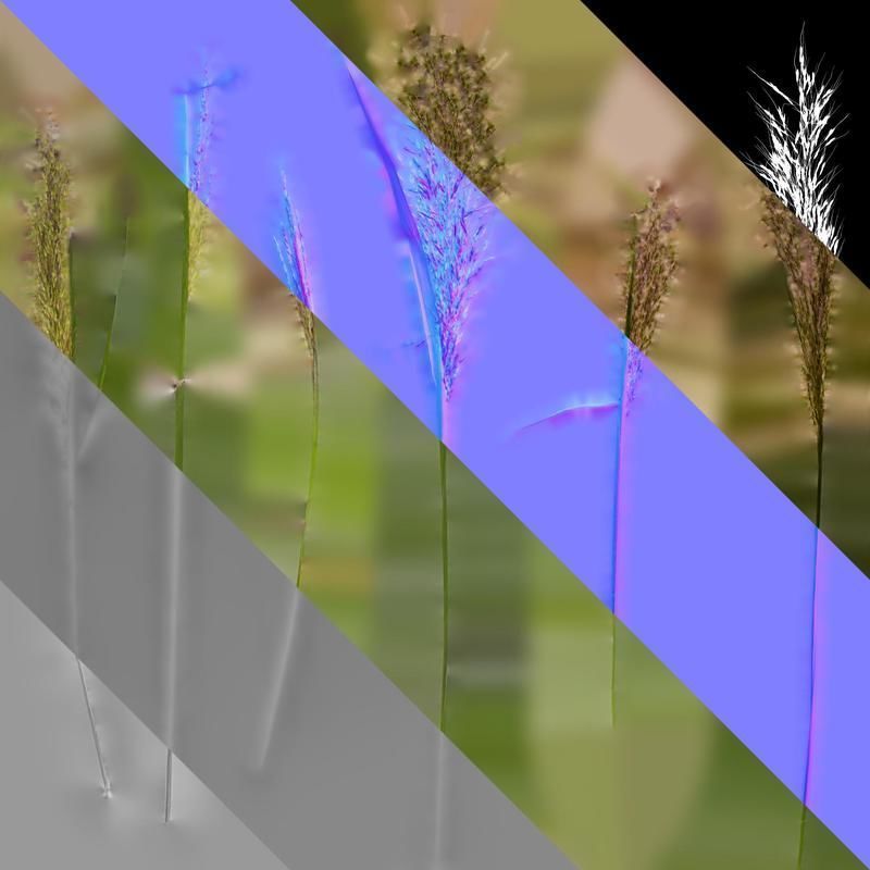 Anydrafts Eragrostis cilianensis Inflorescence 03 Texture_8