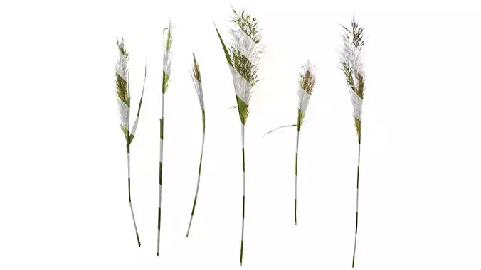 Anydrafts Eragrostis cilianensis Inflorescence 03